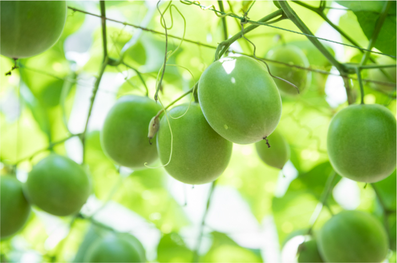 糖質オフ 羅漢果